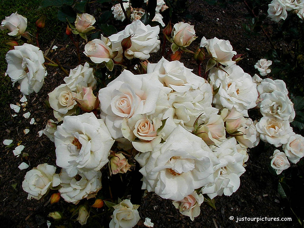 White Rose Garden Wallpaper