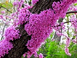 Cherry blossom bursting out all over - even on the tree trunk.<br> File# 3071. Photographer: Susan