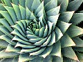 Spiral Succulent, File# 6903. Photographer: Susan