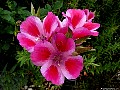 Clarkia-Amonea flower, File# 7659. Photographer: Susan