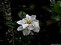 Gardenia, File# 6451. Photographer: Susan