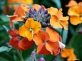 Orange-Wallflowers, File# 5436. Photographer: Susan