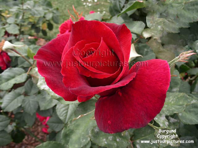 burgund rose
