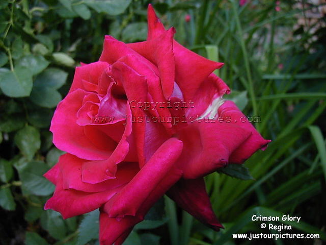 crimson glory rose