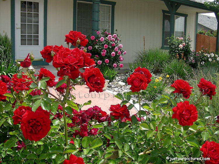 Front-yard-rose-garden