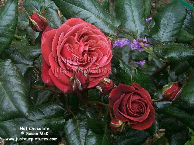 Hot Chocolate rose