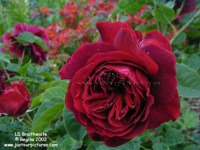 L.D. Braithwaite rose
