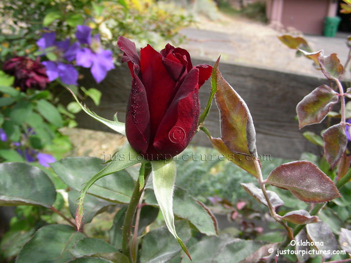 Oklahoma rose bud