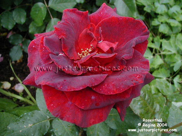 Rosenthal rose