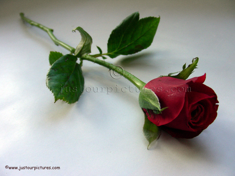 red rose bud on stem