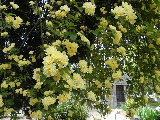  Rosa banksia lutea, File# 2179. Photographer: Christine. April 16, 2011
