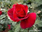 red rose picture