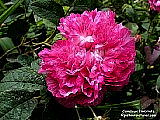 gallica rose