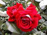 candella red rose picture