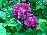 old mauve rose
