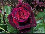deep red rose picture