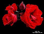  red rose pictures