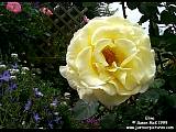 pale yellow rose Elina