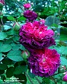 old gallica rose