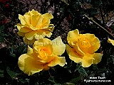  yellow rose