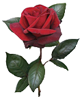 Single red rose. File# K3129. Photographer: Susan
